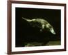 Platypus Underwater-null-Framed Photographic Print