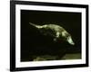 Platypus Underwater-null-Framed Photographic Print