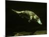 Platypus Underwater-null-Mounted Photographic Print