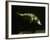 Platypus Underwater-null-Framed Photographic Print