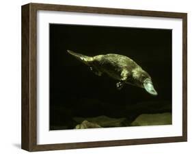 Platypus Underwater-null-Framed Photographic Print