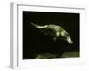 Platypus Underwater-null-Framed Photographic Print