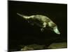 Platypus Underwater-null-Mounted Photographic Print