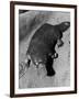 Platypus-null-Framed Photographic Print