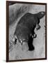 Platypus-null-Framed Photographic Print