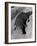 Platypus-null-Framed Photographic Print