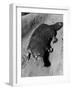 Platypus-null-Framed Photographic Print