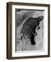 Platypus-null-Framed Photographic Print