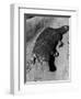 Platypus-null-Framed Photographic Print