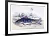 Platystoma Tigrinum-Robert Hermann Schomburgk-Framed Art Print