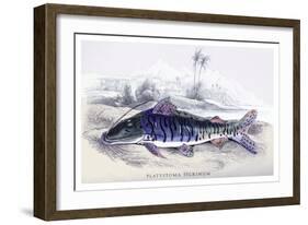 Platystoma Tigrinum-Robert Hermann Schomburgk-Framed Art Print