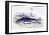 Platystoma Tigrinum-Robert Hermann Schomburgk-Framed Art Print