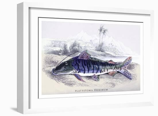 Platystoma Tigrinum-Robert Hermann Schomburgk-Framed Art Print