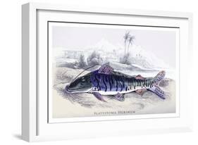 Platystoma Tigrinum-Robert Hermann Schomburgk-Framed Art Print