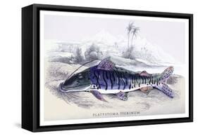 Platystoma Tigrinum-Robert Hermann Schomburgk-Framed Stretched Canvas