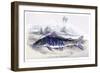 Platystoma Tigrinum-Robert Hermann Schomburgk-Framed Premium Giclee Print