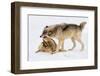 Play Date-Lisa Dearing-Framed Photographic Print