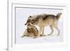 Play Date-Lisa Dearing-Framed Photographic Print