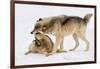 Play Date-Lisa Dearing-Framed Photographic Print