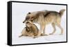 Play Date-Lisa Dearing-Framed Stretched Canvas