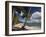 Playa El Frances Beach, El Frances, Samana Peninsula, Dominican Republic-Walter Bibikow-Framed Photographic Print