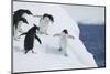 Playful Adelie Penguins on an Iceberg-DLILLC-Mounted Photographic Print