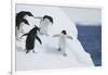 Playful Adelie Penguins on an Iceberg-DLILLC-Framed Photographic Print