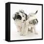 Playful Border Collie Puppies, 6 Weeks-Mark Taylor-Framed Stretched Canvas