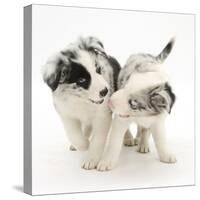 Playful Border Collie Puppies, 6 Weeks-Mark Taylor-Stretched Canvas