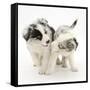 Playful Border Collie Puppies, 6 Weeks-Mark Taylor-Framed Stretched Canvas