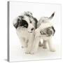 Playful Border Collie Puppies, 6 Weeks-Mark Taylor-Stretched Canvas