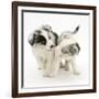 Playful Border Collie Puppies, 6 Weeks-Mark Taylor-Framed Photographic Print