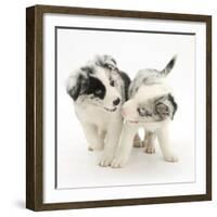 Playful Border Collie Puppies, 6 Weeks-Mark Taylor-Framed Photographic Print
