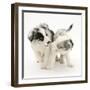 Playful Border Collie Puppies, 6 Weeks-Mark Taylor-Framed Photographic Print