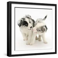 Playful Border Collie Puppies, 6 Weeks-Mark Taylor-Framed Photographic Print