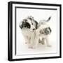 Playful Border Collie Puppies, 6 Weeks-Mark Taylor-Framed Photographic Print