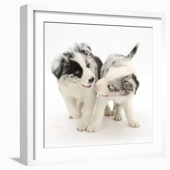 Playful Border Collie Puppies, 6 Weeks-Mark Taylor-Framed Photographic Print