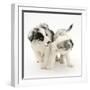 Playful Border Collie Puppies, 6 Weeks-Mark Taylor-Framed Photographic Print