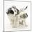 Playful Border Collie Puppies, 6 Weeks-Mark Taylor-Mounted Photographic Print