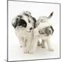 Playful Border Collie Puppies, 6 Weeks-Mark Taylor-Mounted Photographic Print