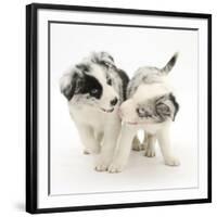 Playful Border Collie Puppies, 6 Weeks-Mark Taylor-Framed Photographic Print