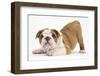 Playful Bulldog Puppy, 8 Weeks, in Play-Bow-Mark Taylor-Framed Photographic Print