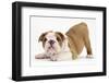 Playful Bulldog Puppy, 8 Weeks, in Play-Bow-Mark Taylor-Framed Photographic Print