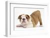 Playful Bulldog Puppy, 8 Weeks, in Play-Bow-Mark Taylor-Framed Photographic Print