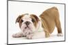 Playful Bulldog Puppy, 8 Weeks, in Play-Bow-Mark Taylor-Mounted Photographic Print