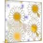 Playful Daisies-Mindy Sommers-Mounted Giclee Print