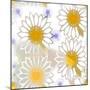 Playful Daisies-Mindy Sommers-Mounted Giclee Print