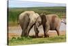 Playful Elephants-ZambeziShark-Stretched Canvas