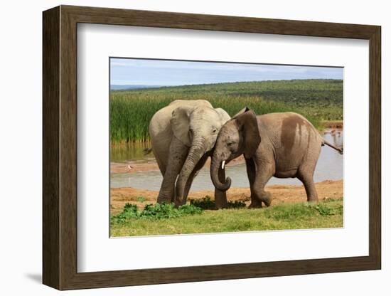 Playful Elephants-ZambeziShark-Framed Photographic Print