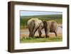 Playful Elephants-ZambeziShark-Framed Photographic Print